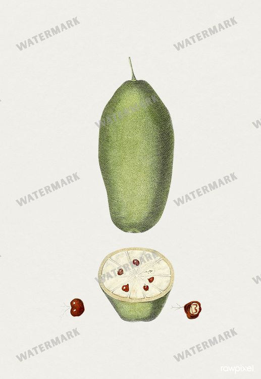 Botanical Vintage Prints