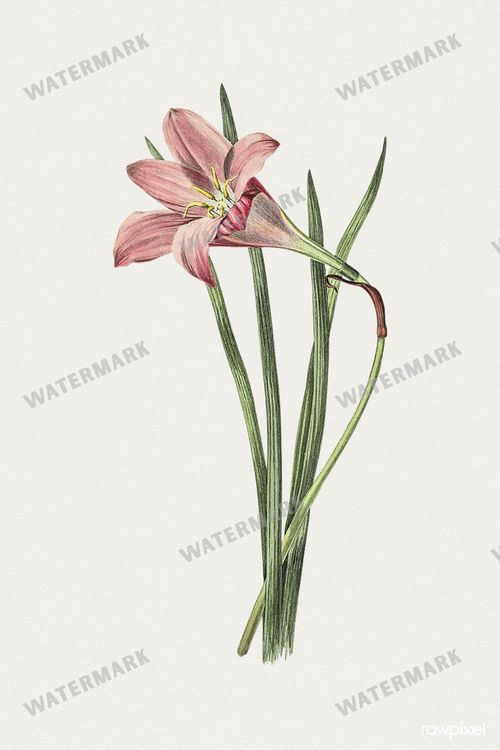 Botanical Vintage Prints