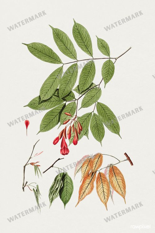 Botanical Vintage Prints