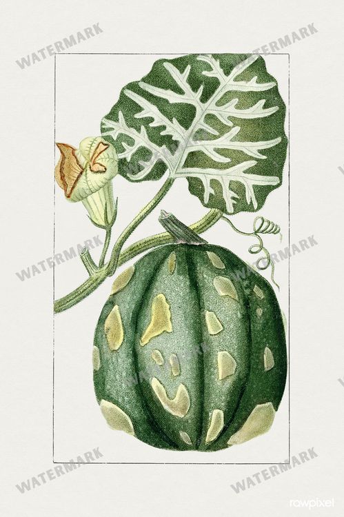 Botanical Vintage Prints