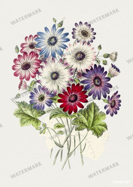 Botanical Vintage Prints