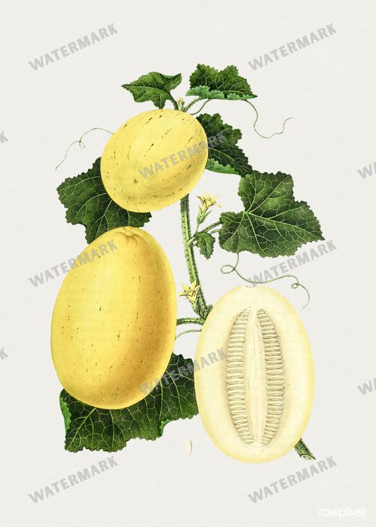 Botanical Vintage Prints