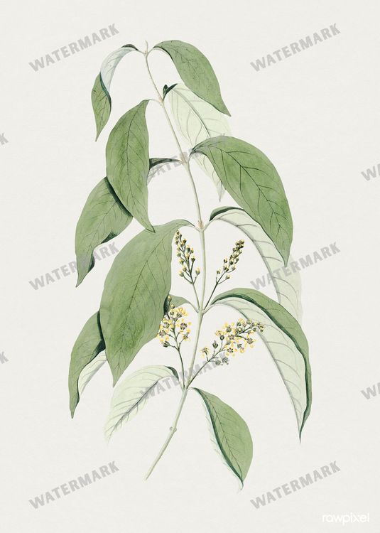 Botanical Vintage Prints