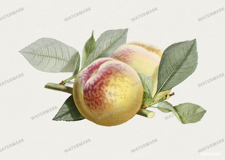 Botanical Vintage Prints