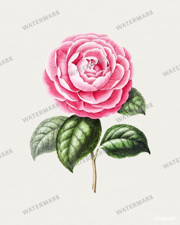 Botanical Vintage Prints