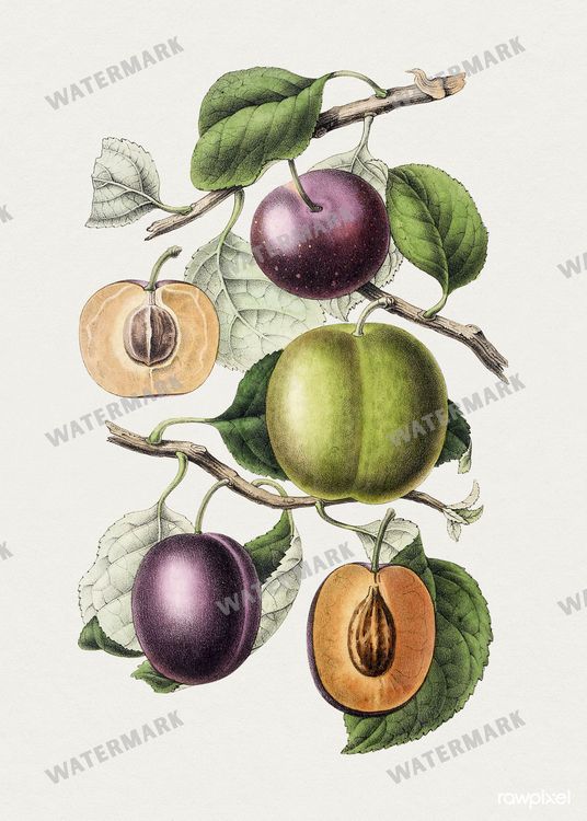 Botanical Vintage Prints
