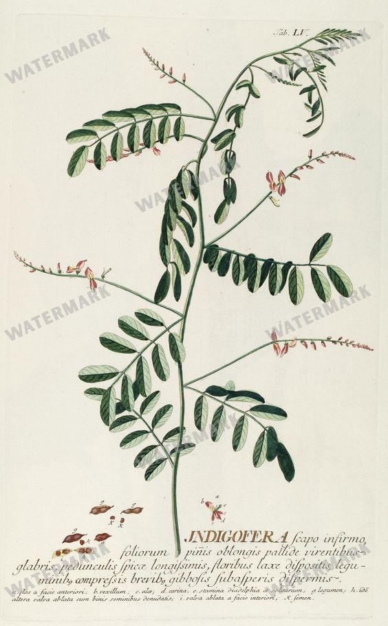 Botanical Vintage Prints