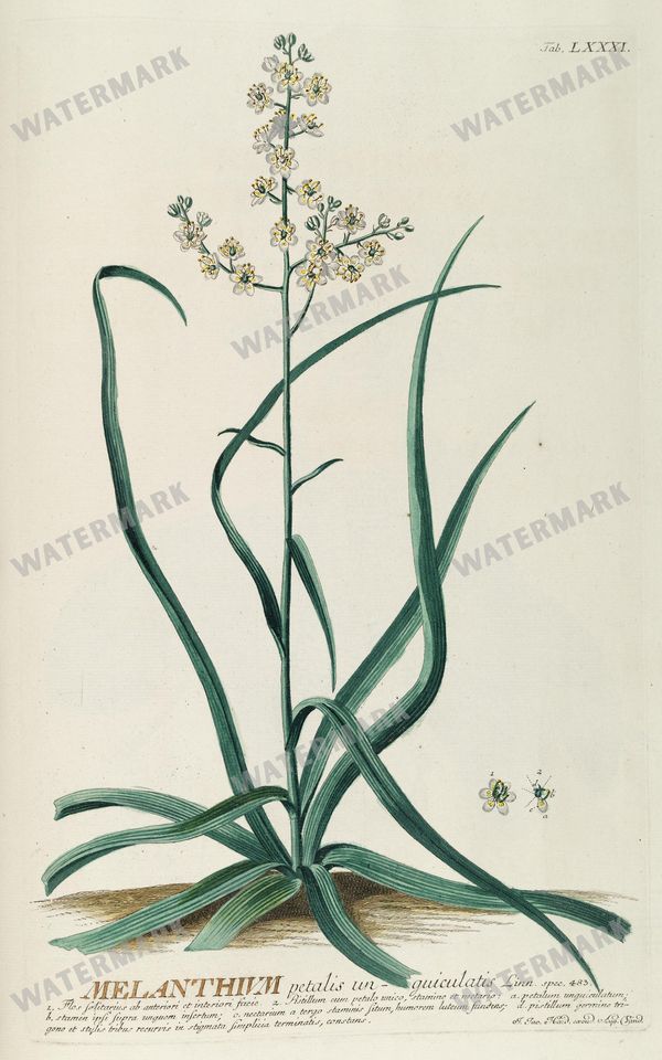 Botanical Vintage Prints