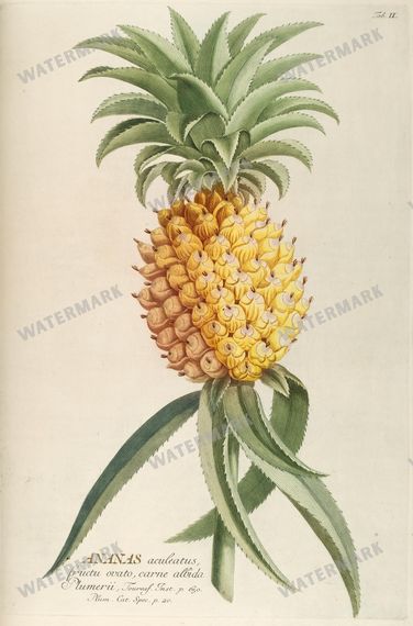 Botanical Vintage Prints