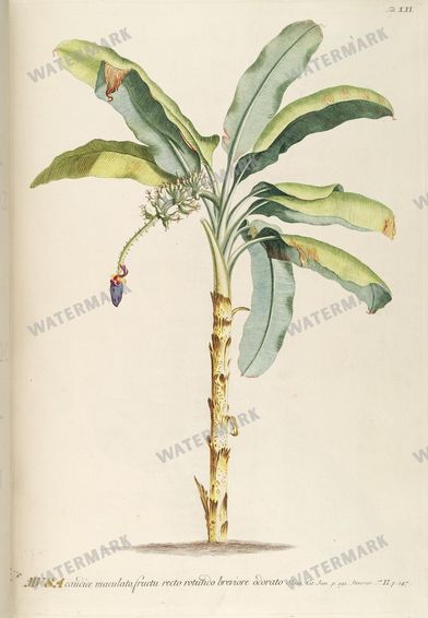Botanical Vintage Prints