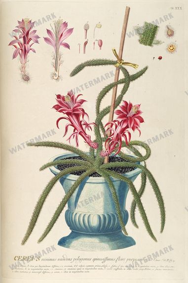 Botanical Vintage Prints
