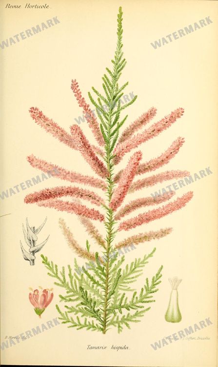 Botanical Vintage Prints