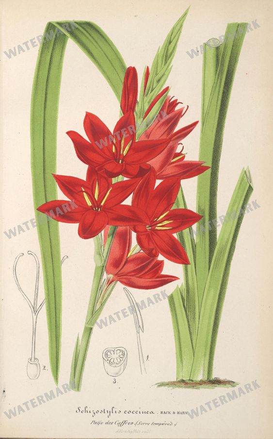 Botanical Vintage Prints