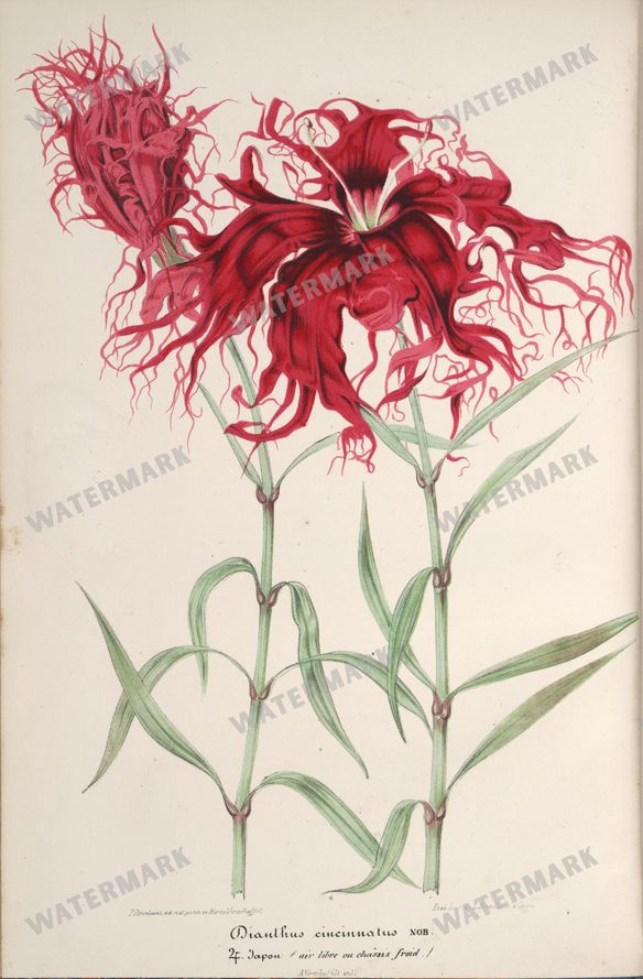 Botanical Vintage Prints