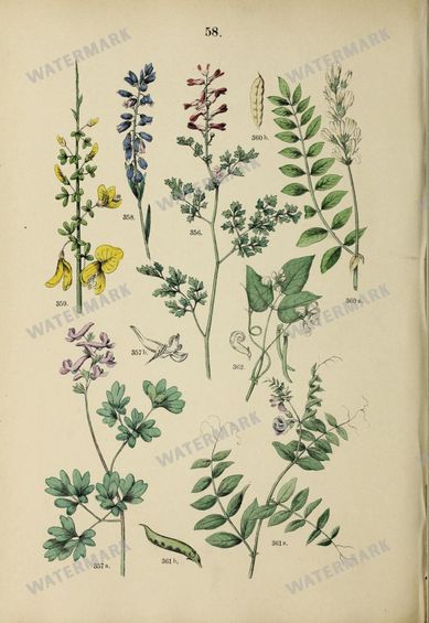 Botanical Vintage Prints