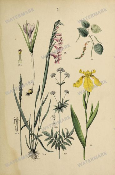 Botanical Vintage Prints