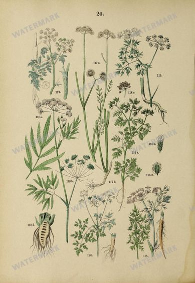 Botanical Vintage Prints