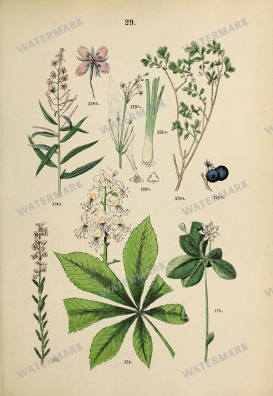 Botanical Vintage Prints