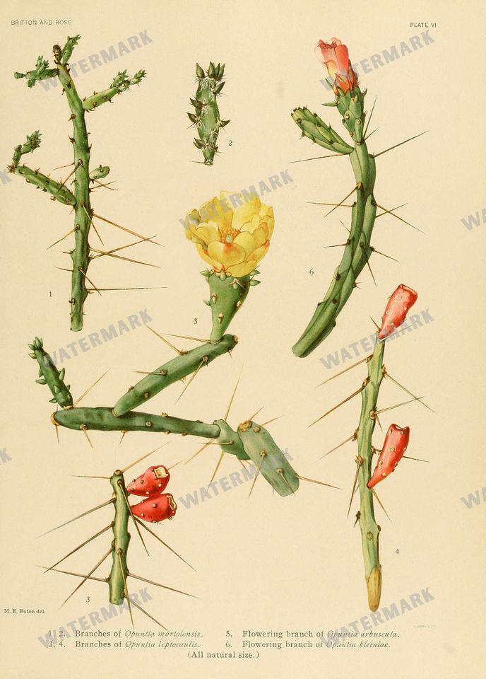 Cactus Vintage Prints