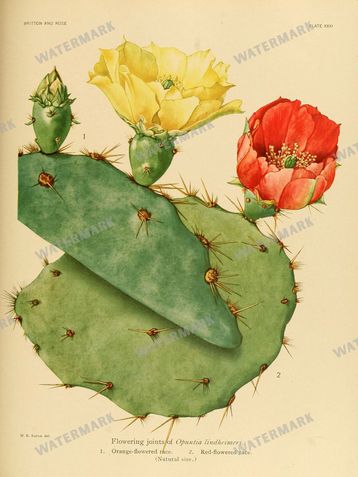 Cactus Vintage Prints