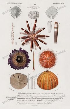 Dictionnaire Universel Dhistoire Naturelle Vintage Prints