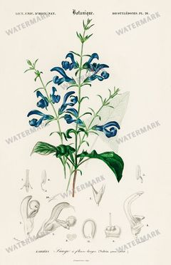 Dictionnaire Universel Dhistoire Naturelle Vintage Prints