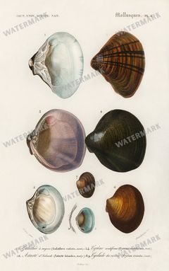 Dictionnaire Universel Dhistoire Naturelle Vintage Prints
