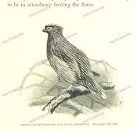 Fauna Vintage Prints