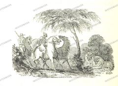Fauna Vintage Prints
