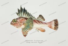 Fish Vintage Prints