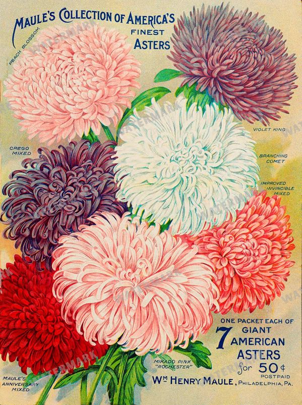 Floral Vintage Prints