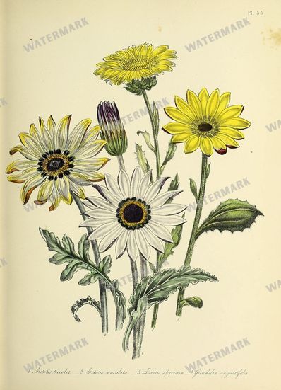 Floral Vintage Prints
