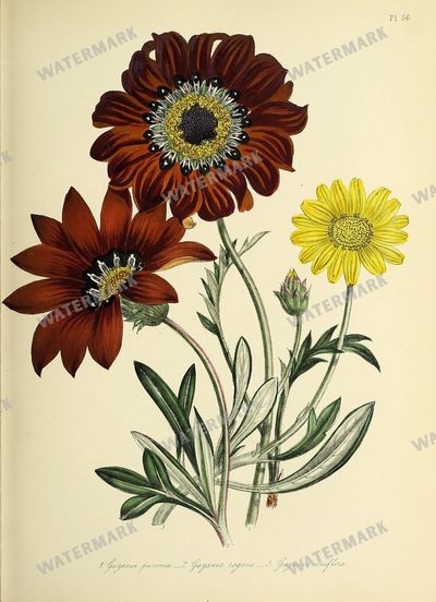 Floral Vintage Prints