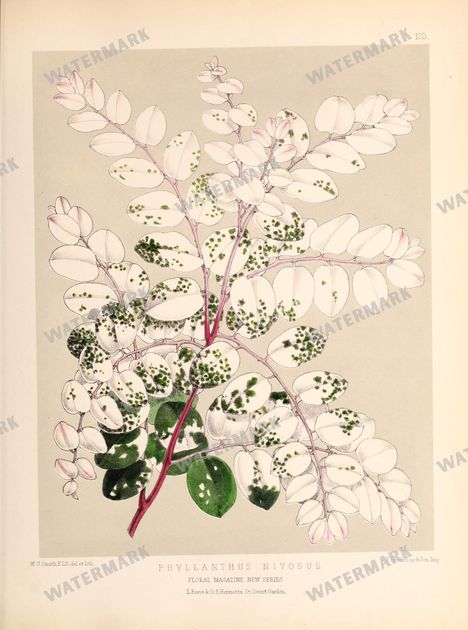 Floral Vintage Prints
