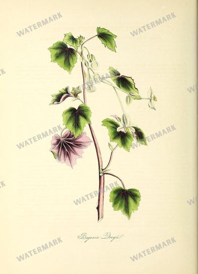 Floral Vintage Prints