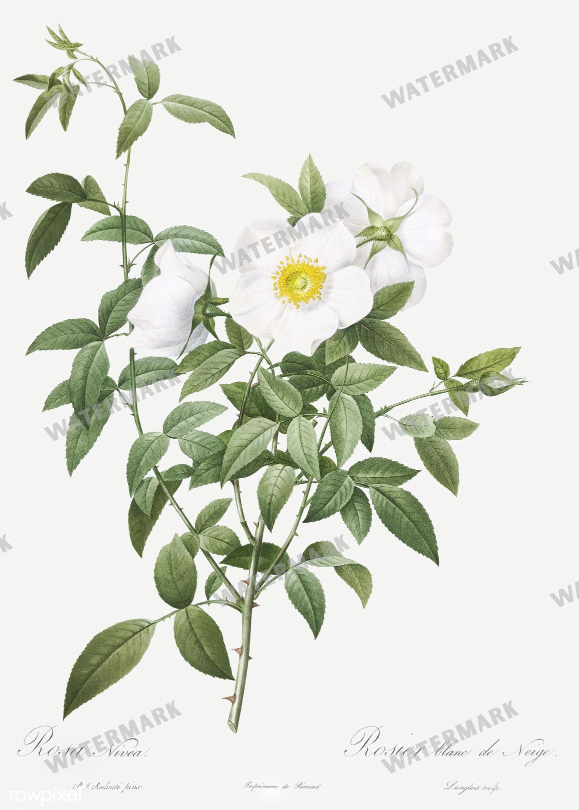 Floral vintage illustration, printable digital download, image 10