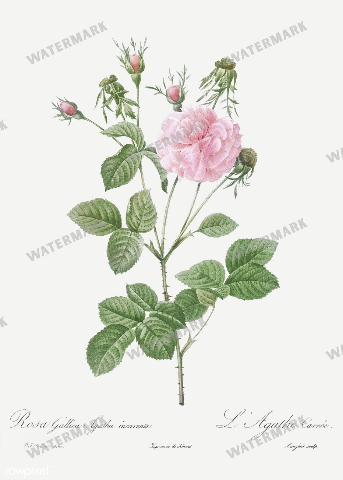 Floral Vintage Prints