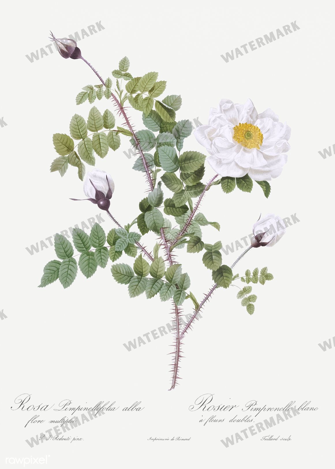 Floral vintage illustration, printable digital download, image 10