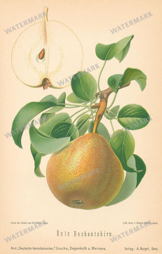 Fruit And Vegetables Vintage Prints