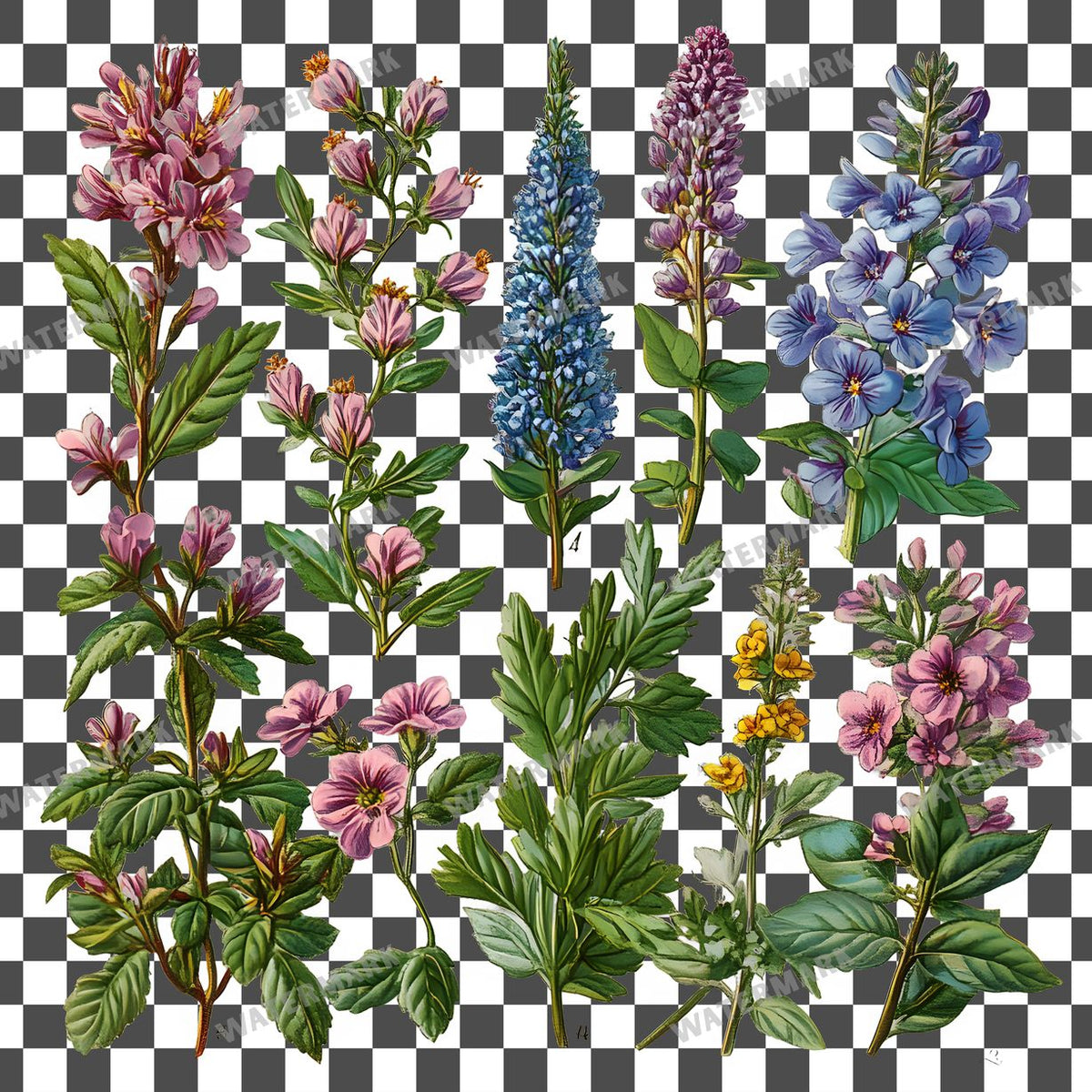 Herbs Vintage Style clipart PNG on a transparent background, design 10