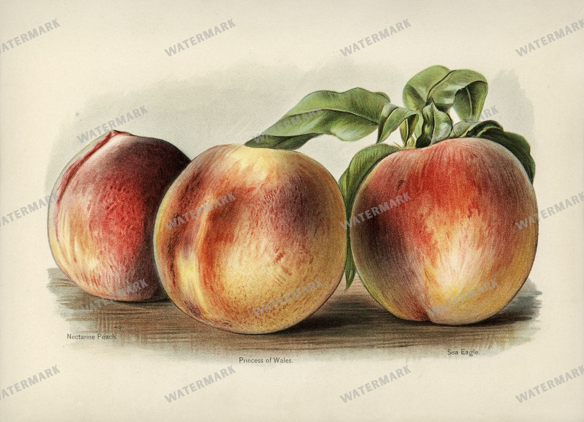The Fruit Grower'S Guide Vintage Paintings