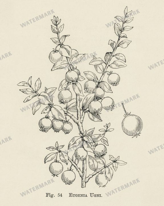 The Fruit Grower'S Guide Vintage Paintings