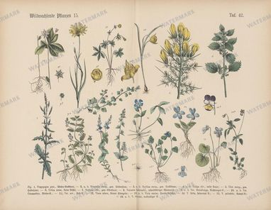 Vintage Botanical Vintage Prints
