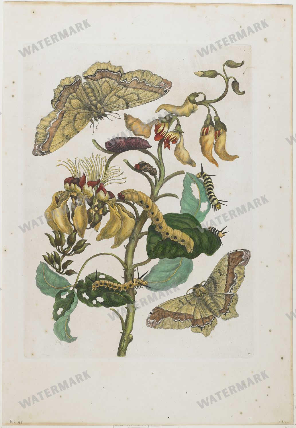 Wall Art Vintage Paintings