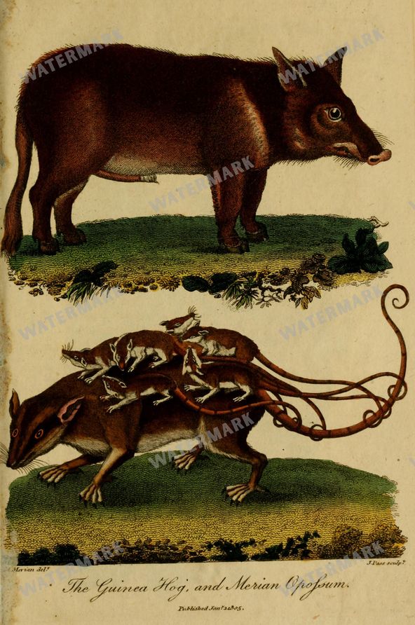 Wildlife Vintage Prints
