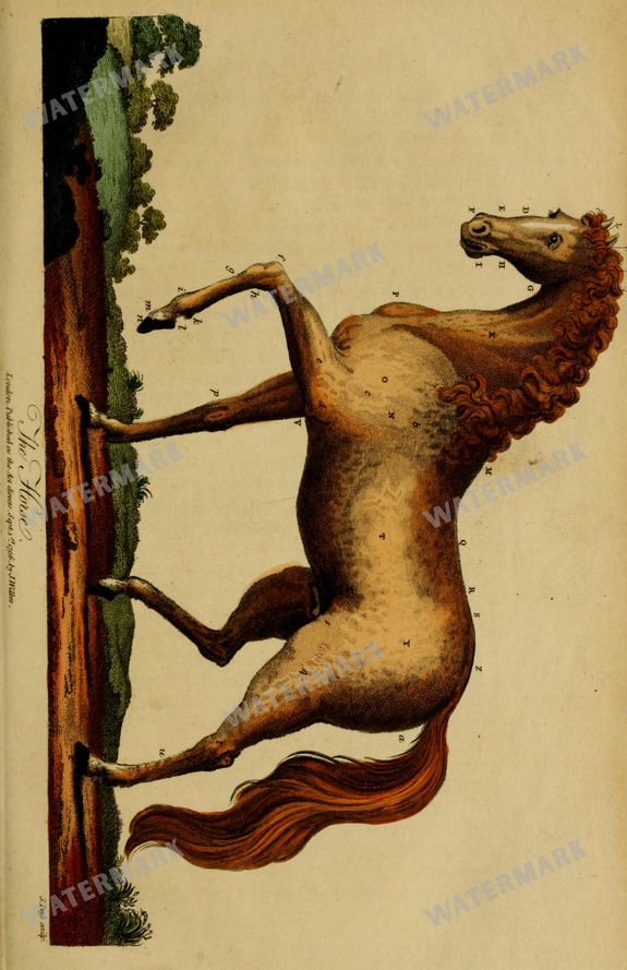 Wildlife Vintage Prints