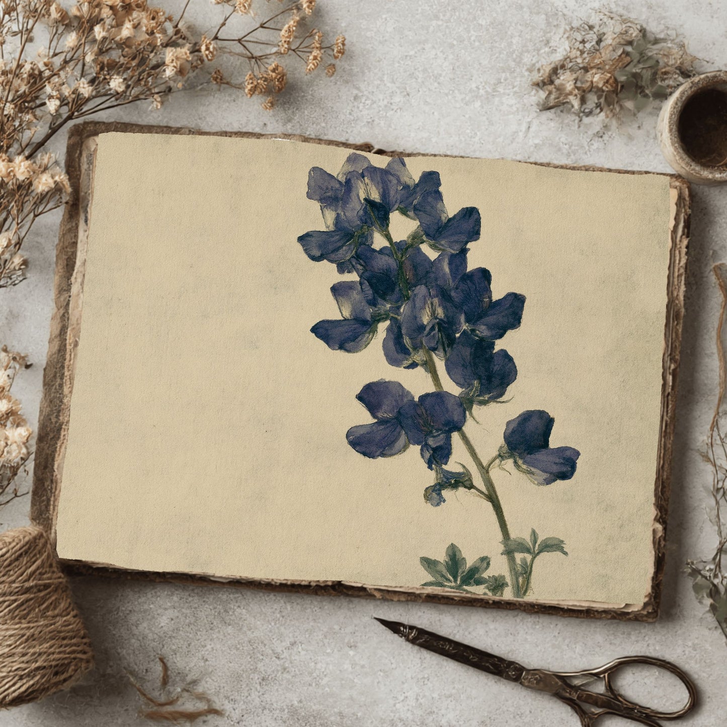 Vintage Arroyo Lupine Botanical Illustration