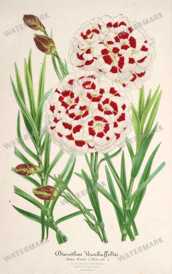 Floral Illustrations