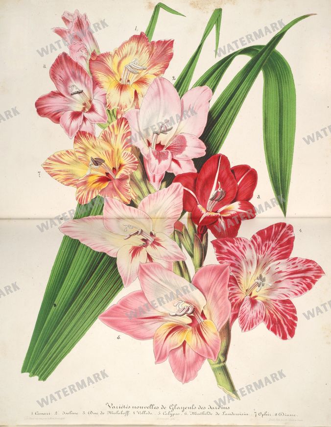 Floral Illustrations