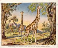 Animals Vintage Prints